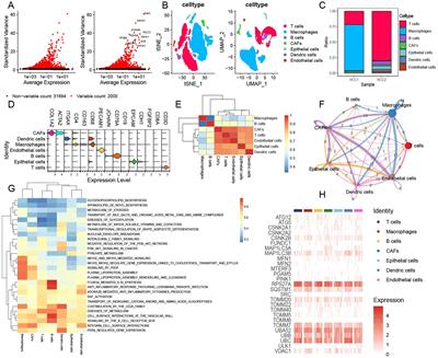 Single-cell mitophagy patterns within the tumor microenvironment modulate intercellular communication, impacting the progression and prognosis of hepatocellular carcinoma